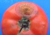 Plagas Enfermedades tomate