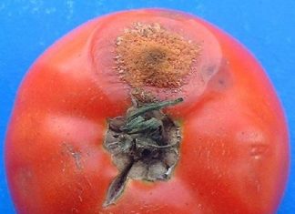 Plagas Enfermedades tomate