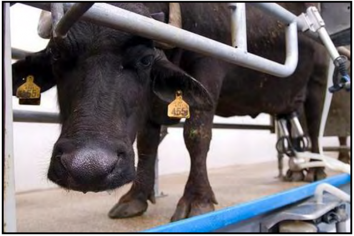 Búfala LECHE BÚFALA VACA