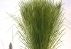🍀 Manual sobre el uso y manejo del pasto Vetiver (Chrysopogon zizanioides ) vetiver