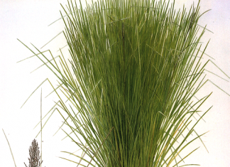 vetiver