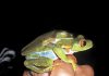 🍀 Guía Ilustrada de Anfibios y Reptiles. Cañón del río Porce, Antioquia ⭐⭐⭐⭐⭐ Anfibios