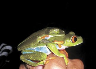 🍀 Guía Ilustrada de Anfibios y Reptiles. Cañón del río Porce, Antioquia ⭐⭐⭐⭐⭐ Anfibios