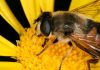 💊 Apicosmética, el veneno de la abeja se convierte en el elixir de la eterna juventud Abeja