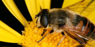 Abeja