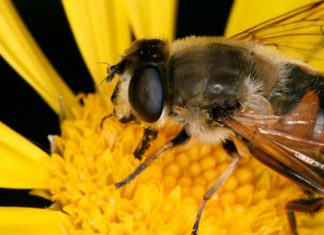💊 Apicosmética, el veneno de la abeja se convierte en el elixir de la eterna juventud Abeja
