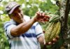 🍀 Siembra de cacao, una actividad rentable Cacao