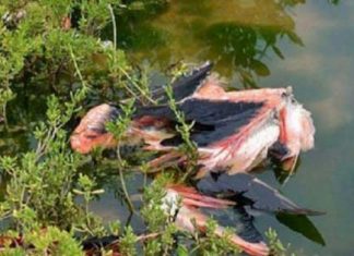 🍀 Consumo de carnes atípicas puede subir en el país Flamencos. Carnes atípicas.