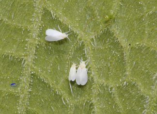 🍀 Conoce y Combate a la Mosca Blanca Mosca Blanca