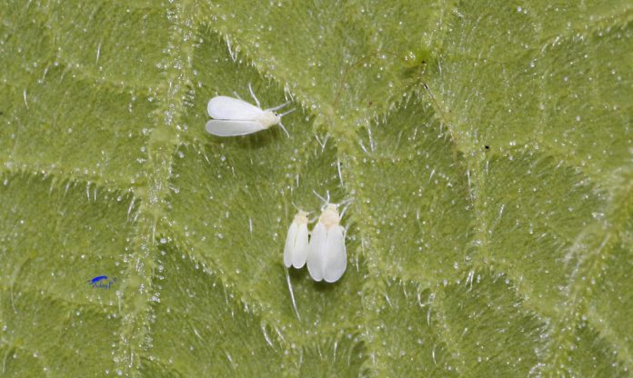 Mosca Blanca Mosca Blanca