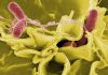 🍀 Organización Mundial de la Salud: Salmonella Salmonella