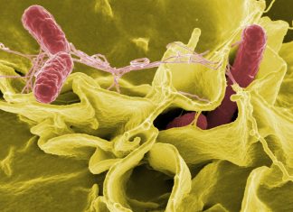 Salmonella