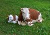 Vaca y Cría