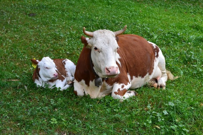 Vacas - Sesafa1 Vaca y Cría