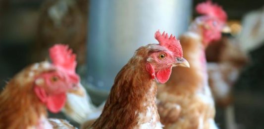 🍀 Detección temprana del ácaro rojo, uno de los parásitos externos más importantes en aves de corral Ácaro rojo en aves de corral