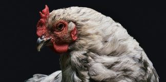 Avicultura