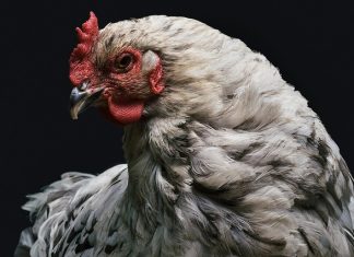 🍀 El Consejo Internacional de Avicultura adopta una posición en torno al uso de antibióticos Avicultura