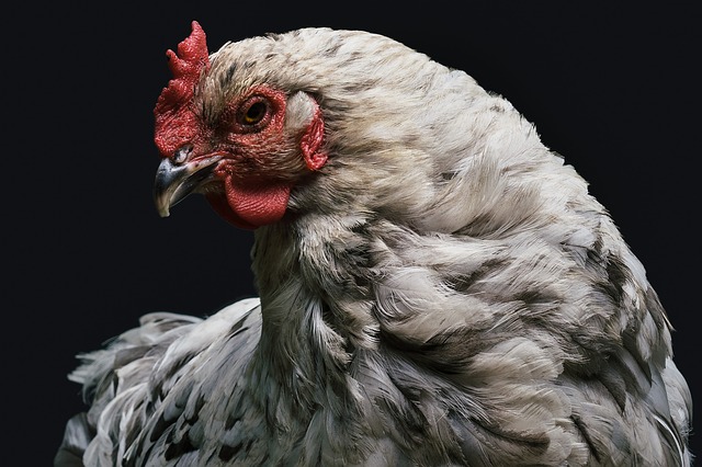 animal-1851495_640 Avicultura