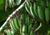 🍀 Productos derivados del Plátano obtenidos en procesos Industriales Plátano