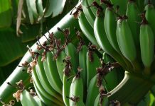 🍀 Productos derivados del Plátano obtenidos en procesos Industriales Plátano