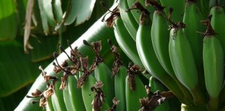 Plátano