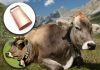 🍀 ¿Qué tan recomendable es el uso de campanas en el cuello de las vacas? campanas en el cuello de las vacas
