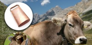 campanas en el cuello de las vacas