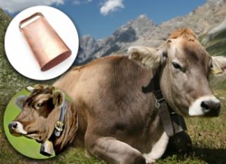 🍀 ¿Qué tan recomendable es el uso de campanas en el cuello de las vacas? campanas en el cuello de las vacas