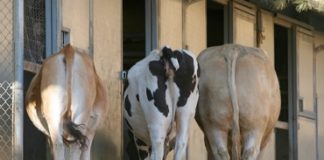 La cola de las vacas