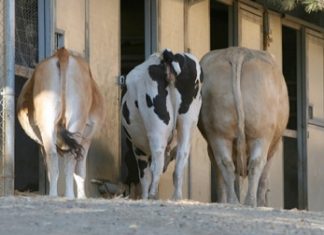 🍀 La importancia de la cola en el ganado bovino La cola de las vacas