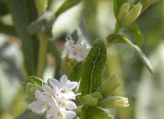 🌱 Cómo extraer el azúcar de la Stevia