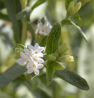 img_como_extraer_el_azucar_de_la_stevia_2809_orig