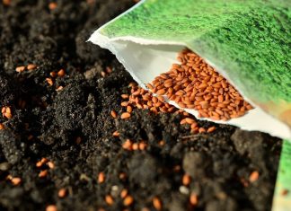🍀 Diferencia entre semillas orgánicas, híbridas y transgénicas Semillas