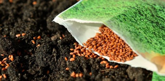 🍀 Diferencia entre semillas orgánicas, híbridas y transgénicas Semillas