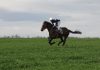 🍀 ¿Cuanta distancia puede recorrer un caballo? Caballo