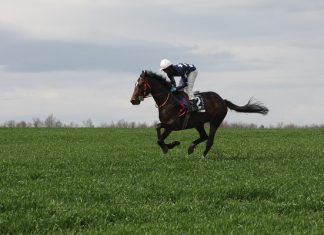 🍀 ¿Cuanta distancia puede recorrer un caballo? Caballo