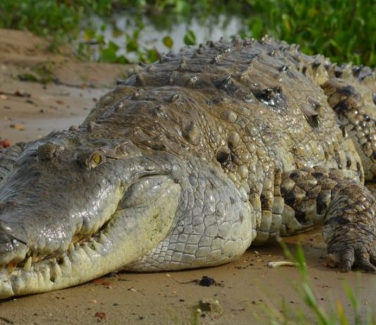 🍀 ¿Qué hacen Venezuela y Colombia para preservar al caimán del Orinoco? Caimán del Orinoco