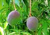 🍀 El nitrato de potasio para inducir la floración revolucionó el sector del mango en Filipinas. Mango. Pixabay