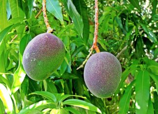 🍀 El nitrato de potasio para inducir la floración revolucionó el sector del mango en Filipinas. Mango. Pixabay