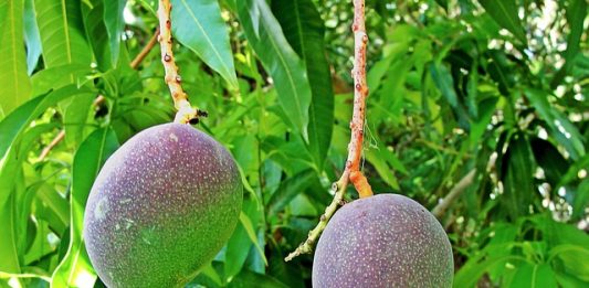 🍀 El nitrato de potasio para inducir la floración revolucionó el sector del mango en Filipinas. Mango. Pixabay