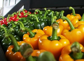 🍀 Cultivo del Pimentón, Plagas y Enfermedades Pimentón