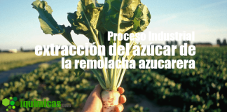 Remolacha azucarera