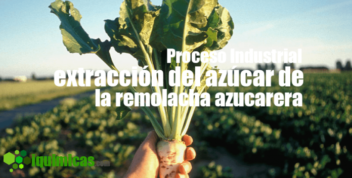 proceso- Remolacha azucarera