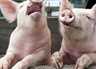 🍀 Consorcio gallego diseña planta de biogás para granjas de porcino y vacuno Porcino