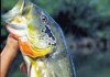 🐟 La pesca del Pavón en Venezuela