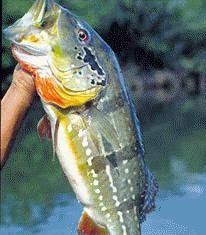 🐟 La pesca del Pavón en Venezuela