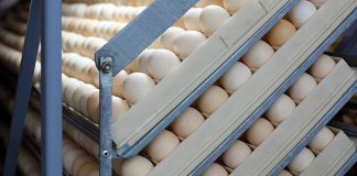 Huevos