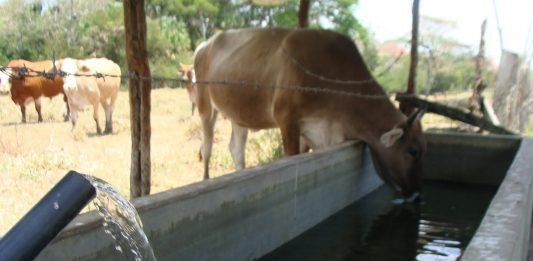 🍀 Importancia de la calidad del agua en ganadería