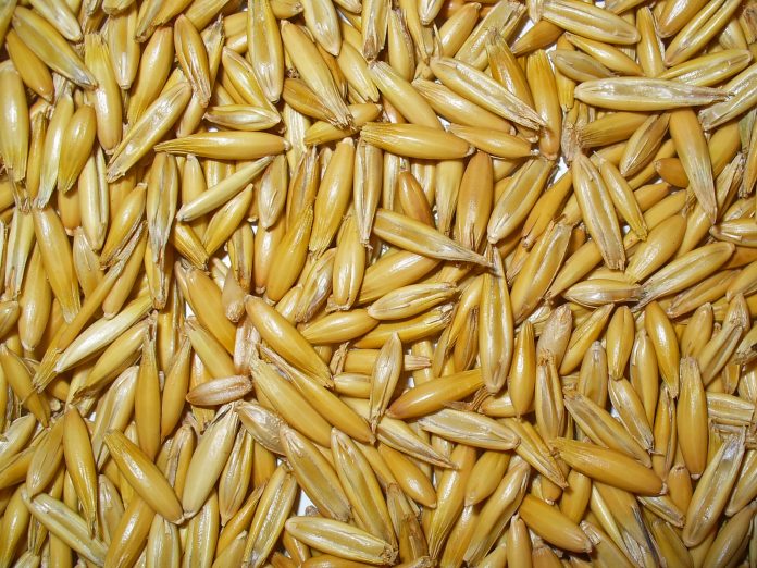 Avena Avena