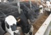 🍀 El feedlot, con la mirada puesta en la calidad y en la sustentabilidad Feedlot